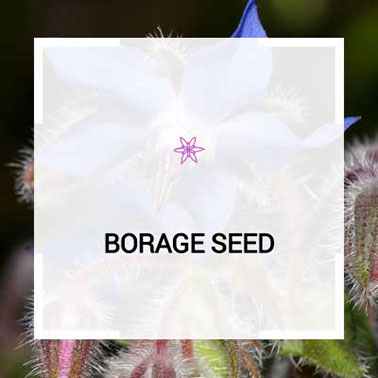 Borage seed